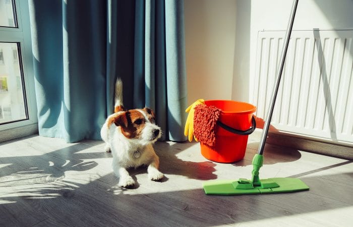 theladymaids_pet_friendly_cleaning_experts
