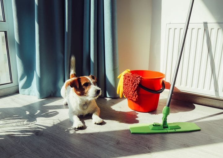 theladymaids_pet_friendly_cleaning_experts