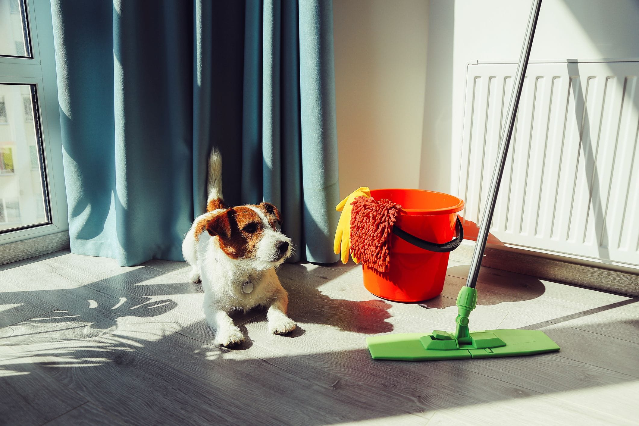 theladymaids_pet_friendly_cleaning_experts